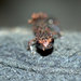Salamandra Terrestre Hidalguense - Photo (c) Chace Holzheuser, algunos derechos reservados (CC BY-NC), subido por Chace Holzheuser