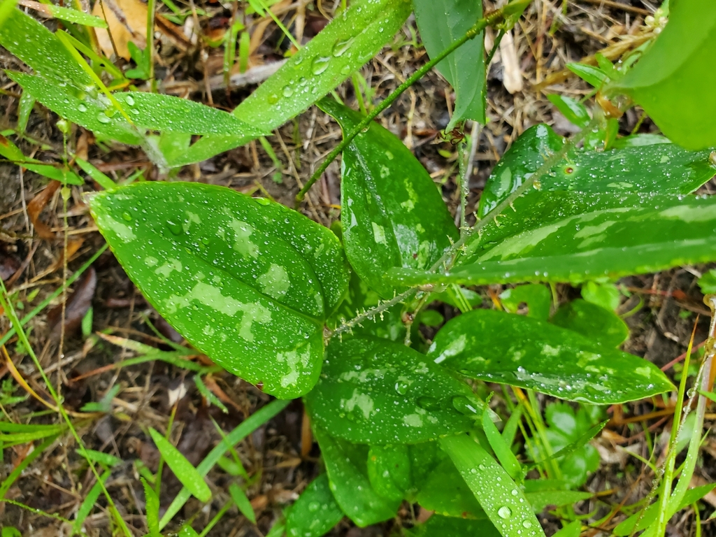 sawbrier from Henderson, MD 21640, USA on June 22, 2023 at 0720 AM by