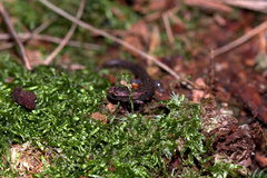 Terrestrial Flat-Footed Salamander photo 3