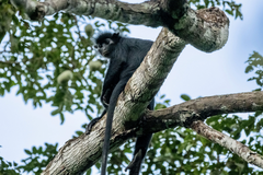 Black Colobus photo 2