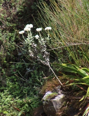 Helichrysum fruticans