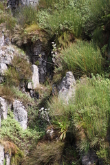 Helichrysum fruticans