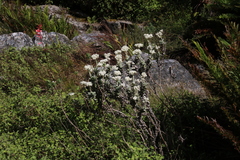 Helichrysum fruticans