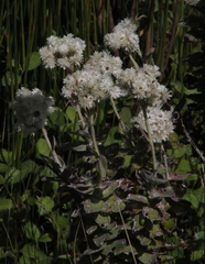 Helichrysum fruticans