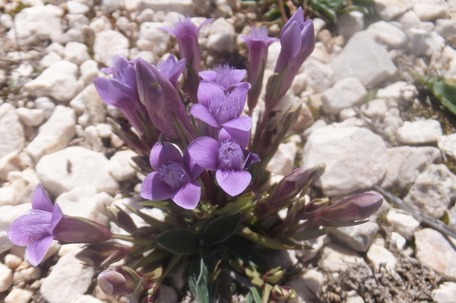 Image of Gentianella columnae by (c) Emanuele Santarelli, some rights reserved (CC BY-SA)