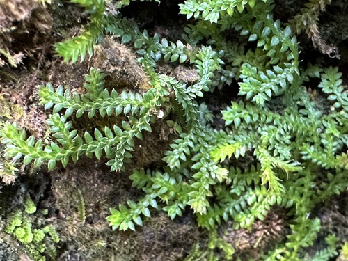 Selaginella lutchuensis iNat (2)