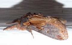 Notodonta scitipennis