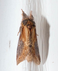 Notodonta scitipennis