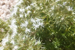 Drypis spinosa