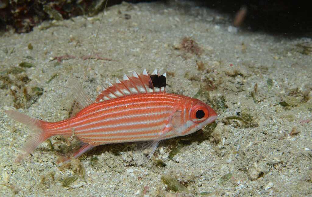 Reef Squirrelfish