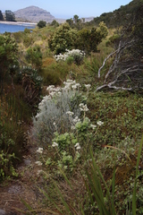 Helichrysum fruticans