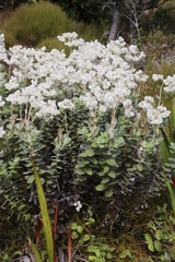 Helichrysum fruticans