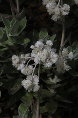 Helichrysum fruticans