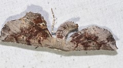 Parepisparis multicolora