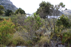 Erica triflora triflora