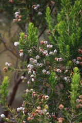 Erica triflora triflora