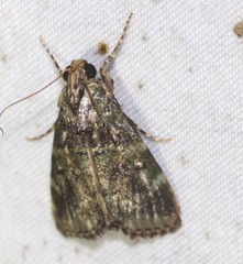 Orthaga atribasalis