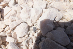 Attulus atricapillus