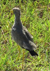 Vanellus senegallus lateralis