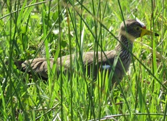 Vanellus senegallus lateralis