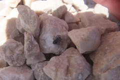 Attulus atricapillus