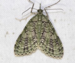 Sauris malaca