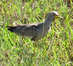 Vanellus senegallus lateralis