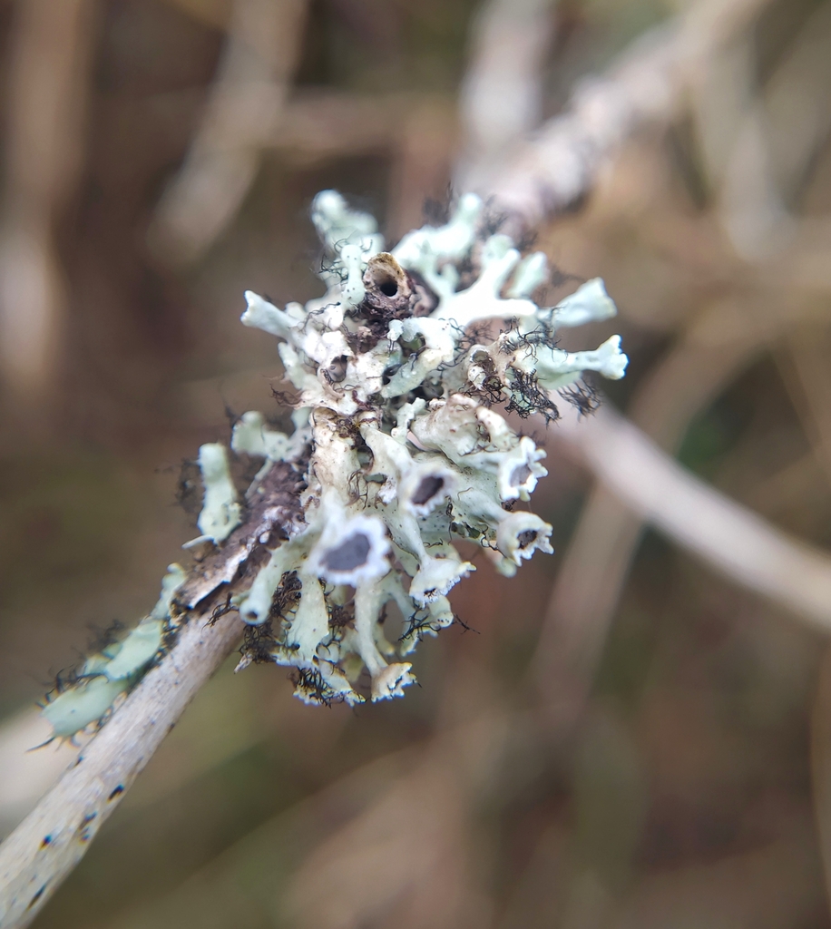 Heterodermia barbifera
