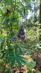 Lupinus elegans