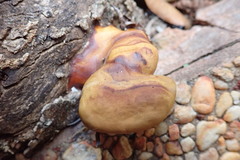Ganoderma