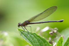 Hetaerina cruentata