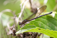 Hetaerina cruentata