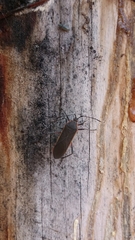 Staluptus marginalis