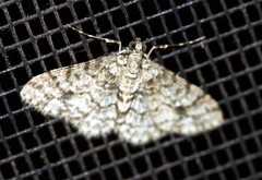 Myrioblephara desumpta