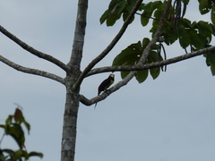 Pteroglossus inscriptus