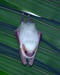Diclidurus albus image