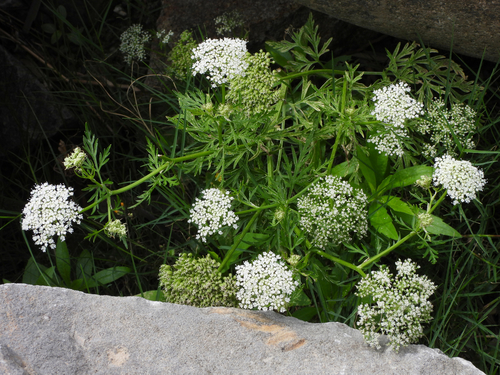 Cnidium monnieri (L.) Cusson