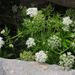 Monnier's Snowparsley - Photo (c) Chuangzao, some rights reserved (CC BY-NC), uploaded by Chuangzao