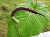 Anthurium cuspidatum - Photo (c) losbioinvestigadores, some rights reserved (CC BY-NC), uploaded by losbioinvestigadores
