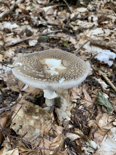 muchotrávka (Amanita)