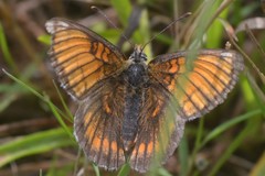 Melitaea parthenoides
