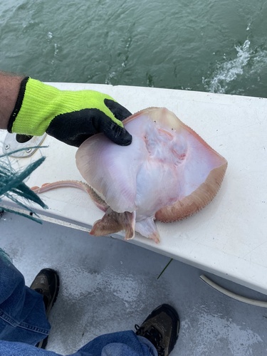 Little skate (Leucoraja erinacea) — Rajidae — 2