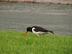 Haematopus ostralegus