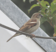 Passer domesticus