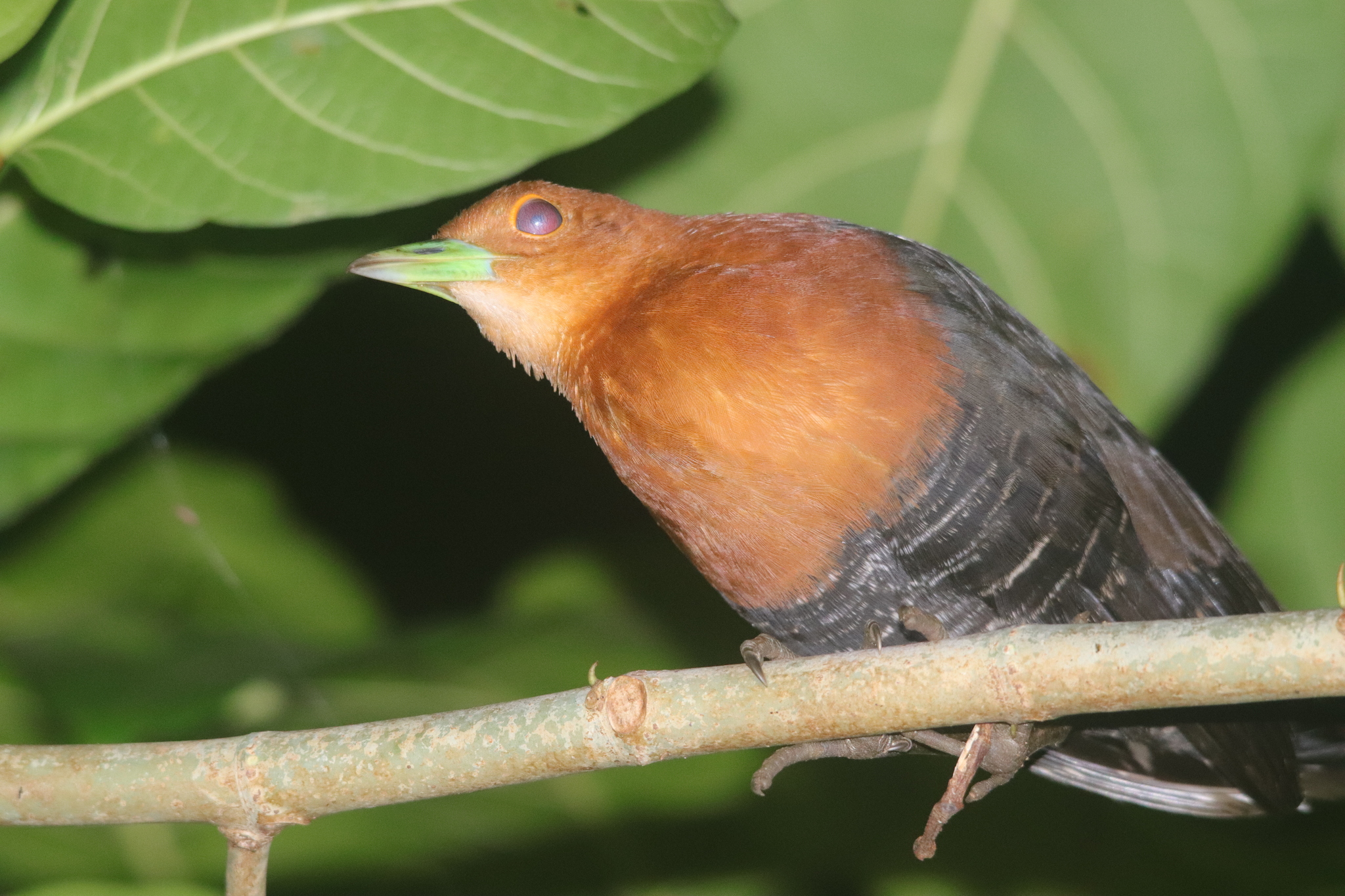 Slaty-legged Crake