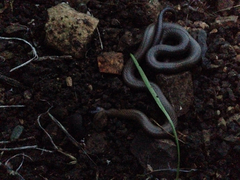 Diadophis punctatus modestus
