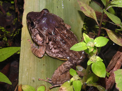 Big-Mouthed Broad-Headed Frog photo 2
