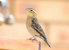 Red-Collared Widowbird photo 1