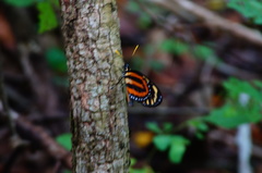 Lycorea halia atergatis