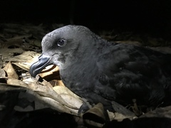 Pterodroma gouldi